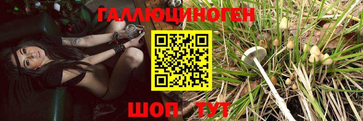 Галлюциногенные грибы Psilocybe  Вход с VPN  Пушкино 